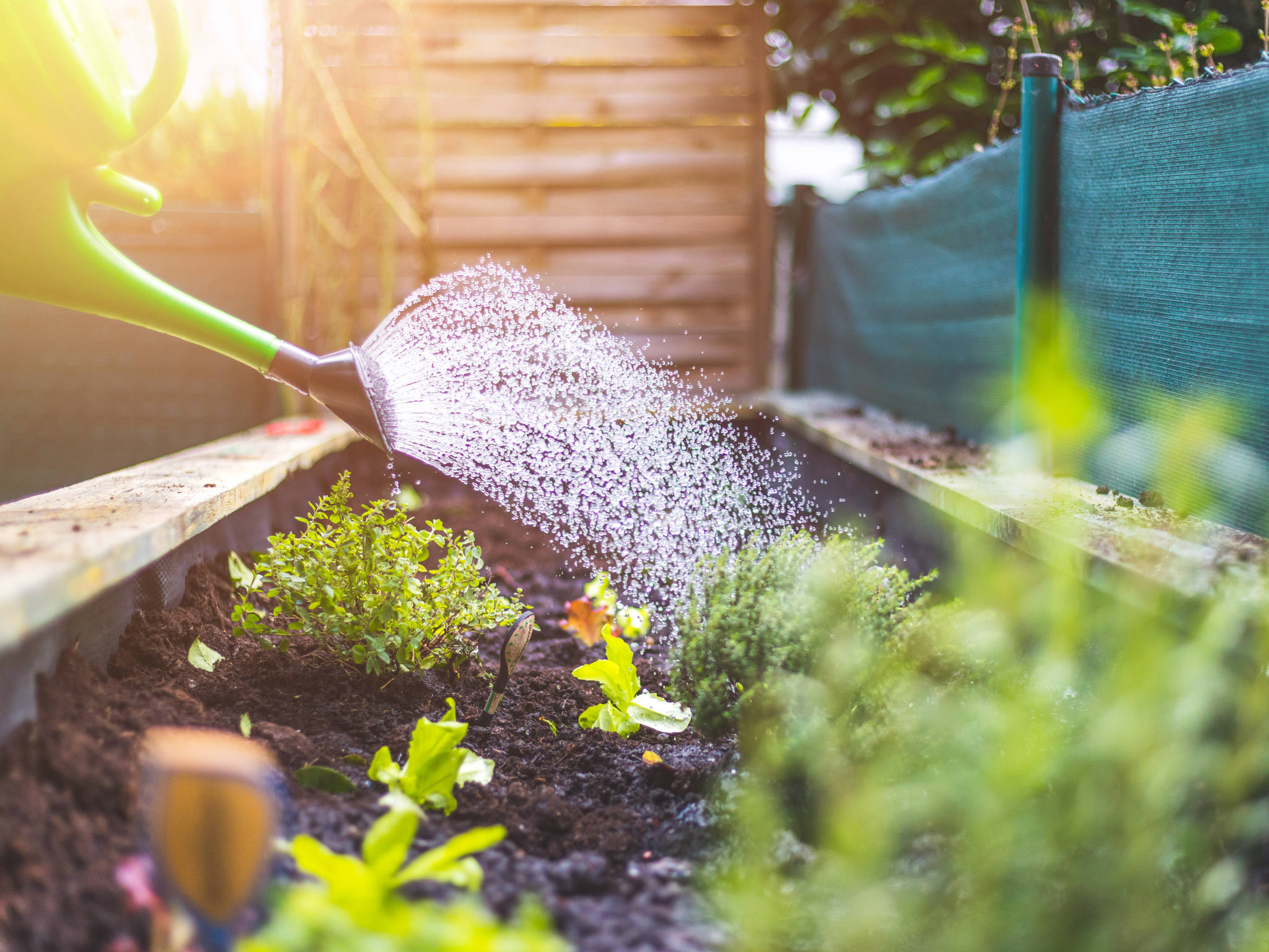 Dachgartenbeet
